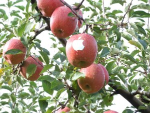 manzana-arbol